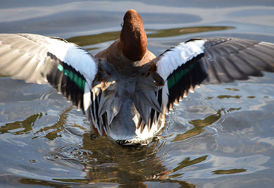 野鳥観測